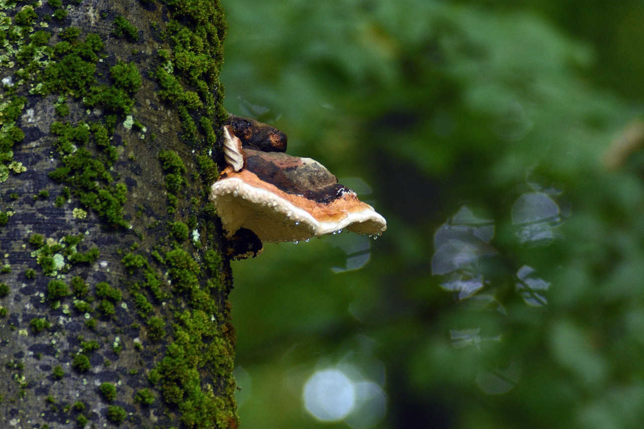 什么是内部技术支持和如何避免它