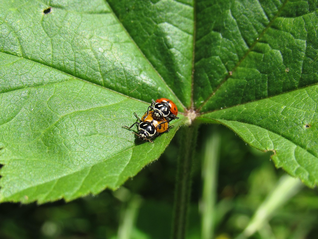 Mond梦都葡萄：玖融网app详情下载教程